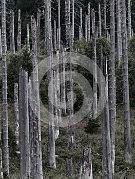 Dead forest in the Harz, Germany
