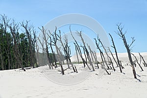 Dead forest on the Lacka Dune in Slowinski National Park, Leba, Poland. Traveling sand dunes absorbing the forest.