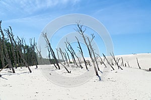 Dead forest on the Lacka Dune in Slowinski National Park, Leba, Poland. Traveling sand dunes absorbing the forest.