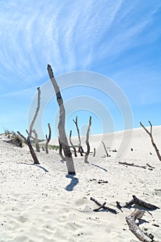 Dead forest on the Lacka Dune in Slowiski National Park, Leba, Poland. Traveling sand dunes absorbing the forest.