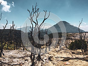 Dead forest in mount papandayan