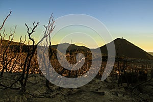 The Dead Forest at Mount Papandayan