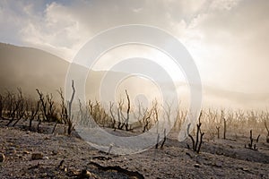 Dead forest of mount Papandayan is the most popular place for tourist. The beauty of heritage of volcanic eruption on the past.