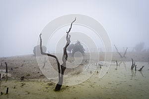 Dead forest of mount Papandayan is the most popular place for tourist. The beauty of heritage of volcanic eruption on the past.