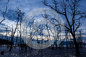 Dead forest at muddy beach at twilight