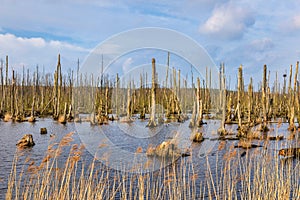 Dead forest near Usedom photo