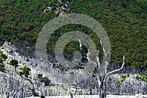 Dead forest of papandayan mountain