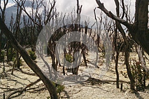 Dead forest of Papandayan Mountain