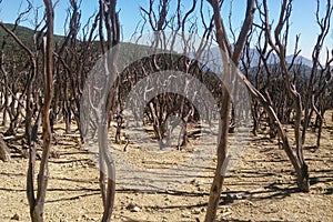 Dead forest of papandayan mountain