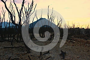 Dead Forest at Papandayan Mountain