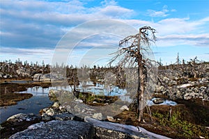 Dead forest