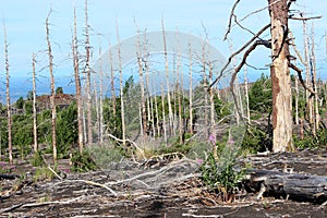 Dead Forest, Tolbachik volcano