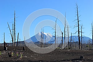 Dead Forest, Tolbachik volcano photo