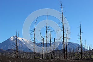 Dead Forest, Tolbachik volcano