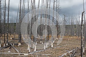 Dead forest in Yellowstone