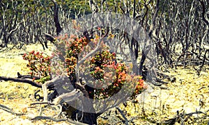 Dead forests in the mountains