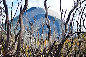 Dead forests in the mountains
