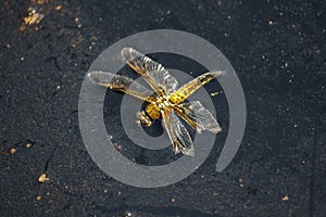 Dead Four-spotted Chaser dragonfly insect