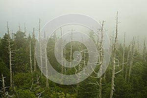 Dead Fraser Firs, Clingmans Dome