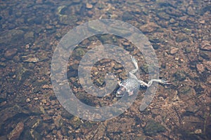 Dead frog under water. Ecology problem.