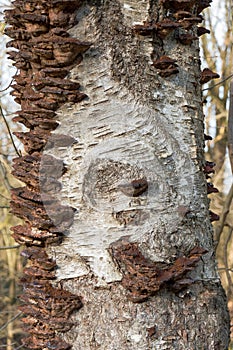 Dead fruiting bodies of Smoky bracket on dead stem of Birch