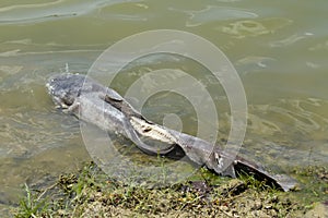 Dead giant catfish floated in the water