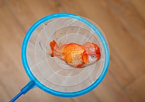 Dead gold fish on a netting