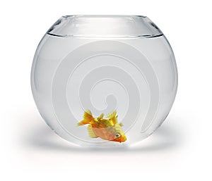 Dead Goldfish Bowl photo