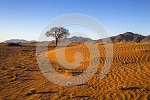 Dead grass in an arid country