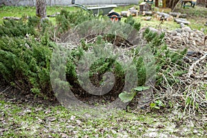 dead grass around the juniper