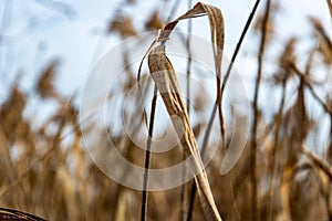 Dead grass in bokeh effect