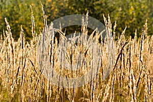 Dead grass in the field