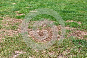 Dead grass in lawn from grubs and fall armyworm damage
