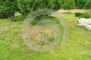 Dead grass of the nature background. a patch is caused by the destruction of fungus. Rhizoctonia Solani grass.