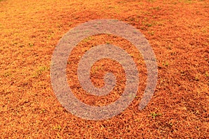 Dead Grass patches during drought in Australia