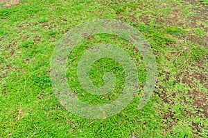 Dead grass top view of the nature background. texture of Green and brown patch. grass texture the lack of lawn care and