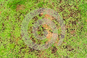 Dead grass top view of the nature background. texture of Green and brown patch. grass texture the lack of lawn care and