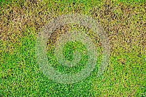 Dead grass top view wallpaper nature background texture Green and brown patch grass texture the lack of lawn care and maintenance