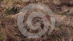 Dead grass turning to turf in moor