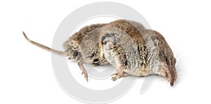 Dead Greater white-toothed shrew, Crocidura russula