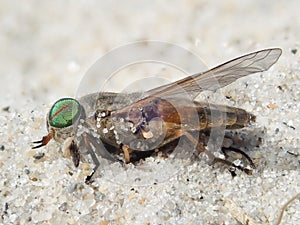 Dead greenhead fly in sand on beach