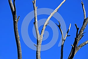 DEAD GREY BRANCHES AGAINST BLUE SKY