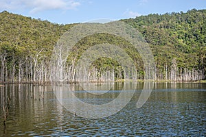 Dead gum trees drowned by raising the reservoir\'s water level