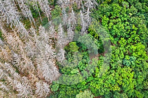 Dead and a healthy forest from above