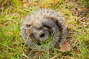 A dead hedgehog laying in the grass