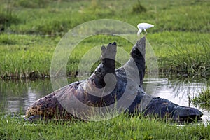 Dead hippopotamus in water Botswana, Africa