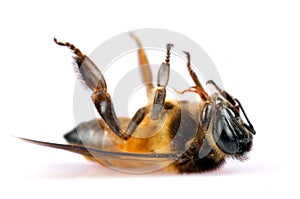 Dead honey bee