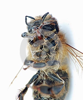 Dead Honey Bee on a white background