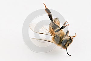 Dead honey bee on white, bee, insect, honeybee