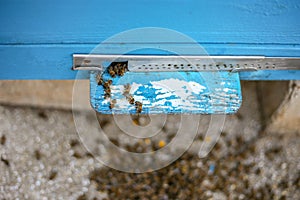 Dead honey bees - poisoned by pesticides and GMOs